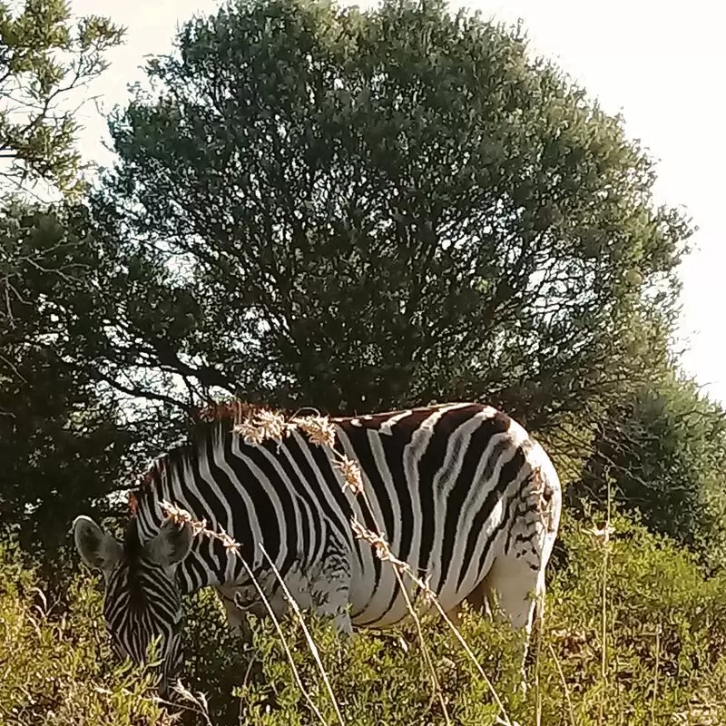 Bloemfontein White Horse