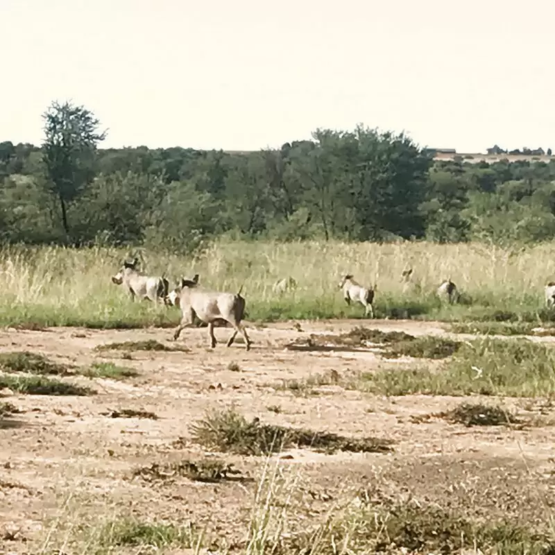 Soetdoring Nature Reserve Bloemfontein