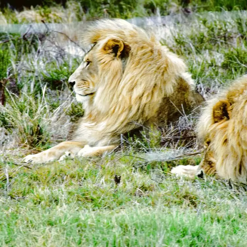 Drakenstein Lion Park