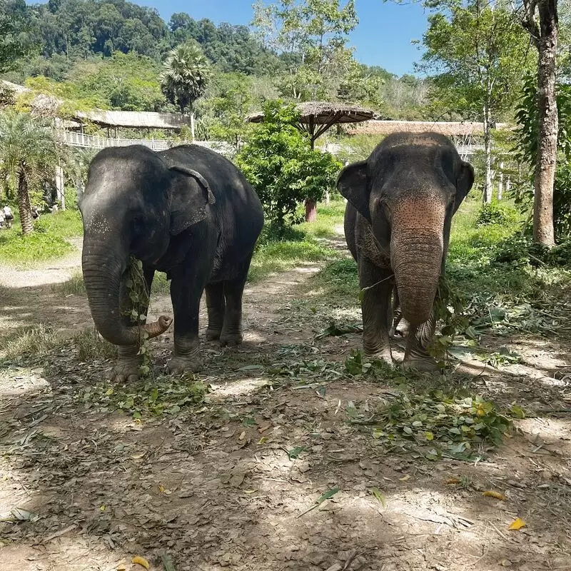 Phuket Elephant Sanctuary