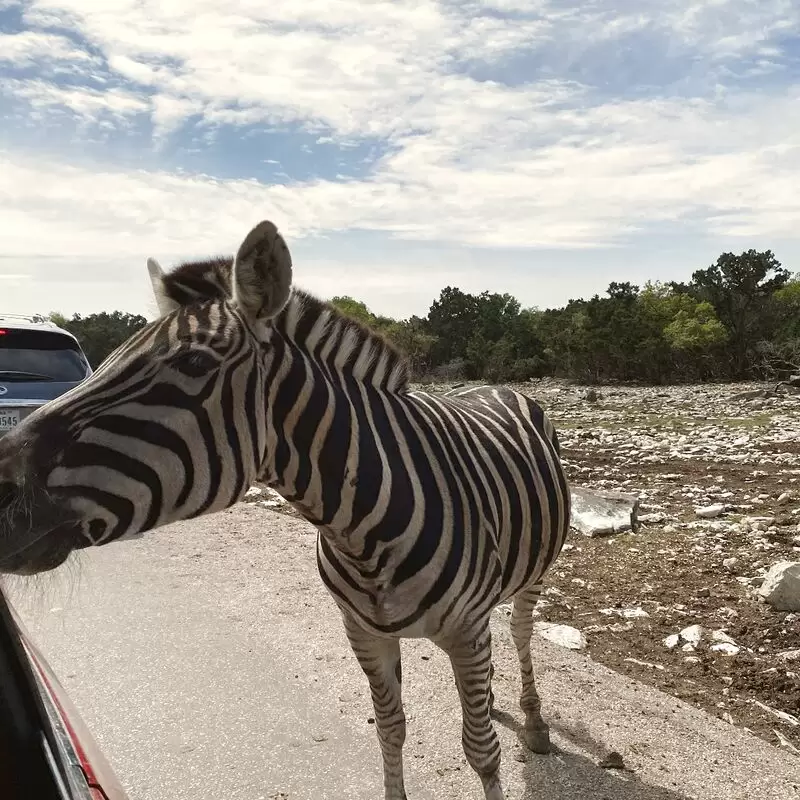 Natural Bridge Wildlife Ranch