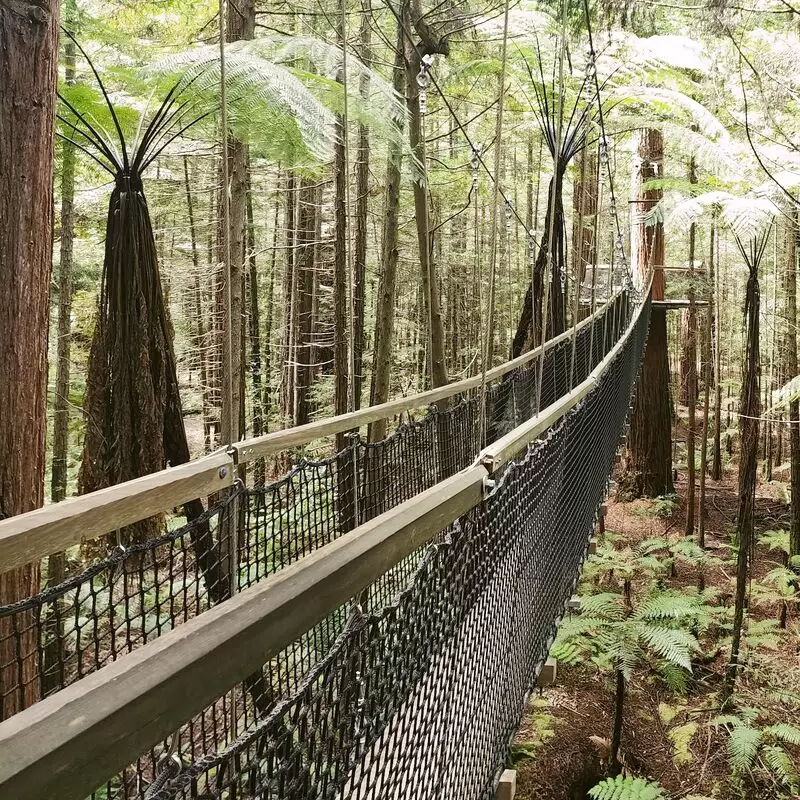 The Redwoods Whakarewarewa Forest