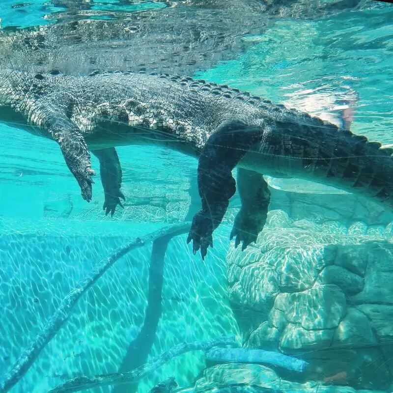 Crocosaurus Cove