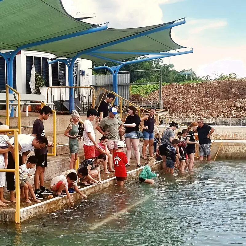 Aquascene Fish Feeding Sanctuary