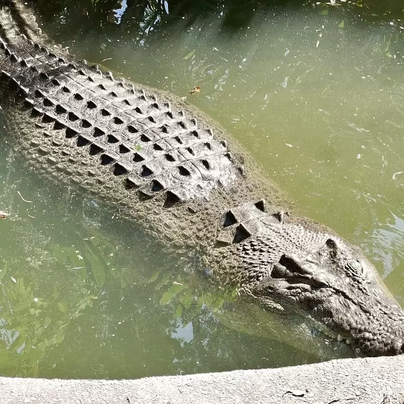 Hartley's Crocodile Adventures