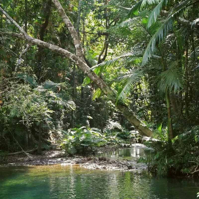 Daintree Rainforest