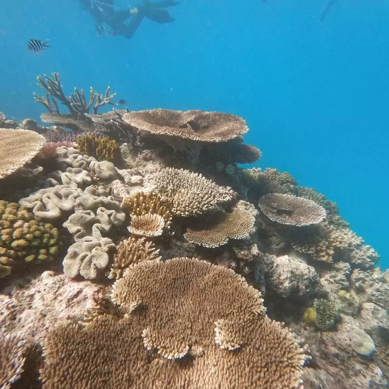 ABC Snorkel Charters Port Douglas