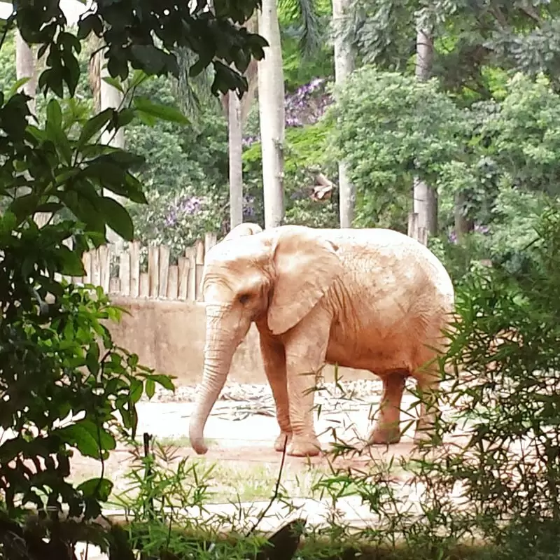 Zoológico de São Paulo