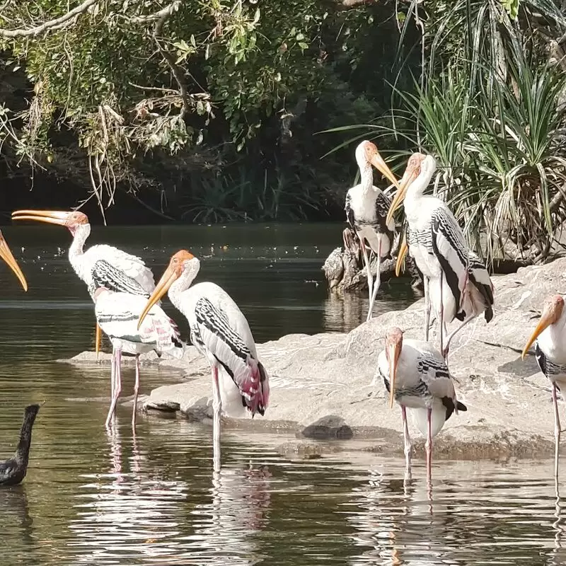 Ranganatittu Bird Sanctuary