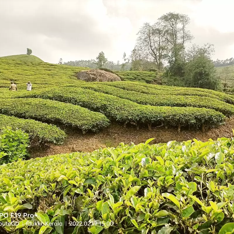 Tea Gardens