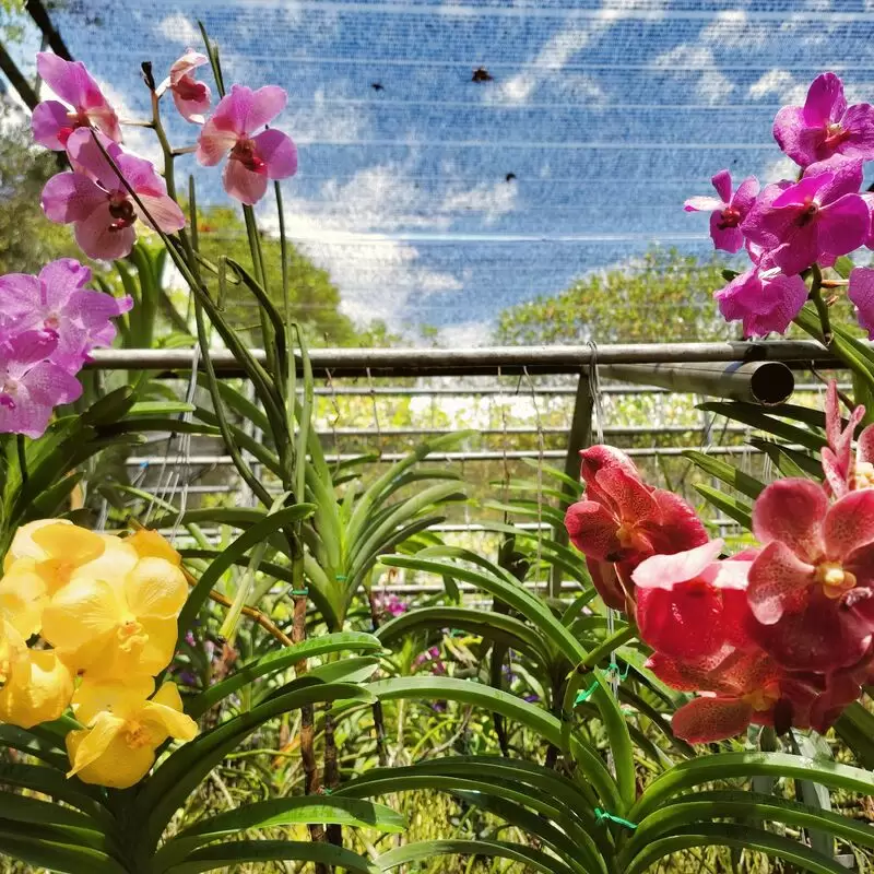 Bai Orchid Butterfly Farm