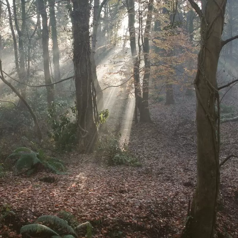 Belvoir Park Forest