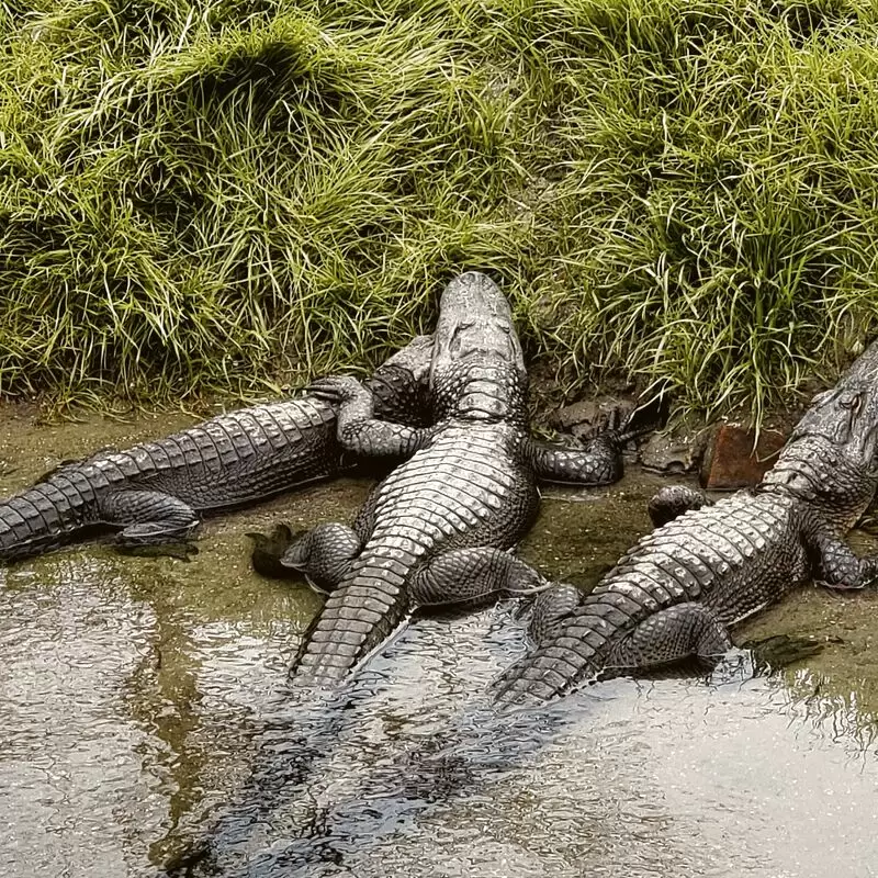 Alligator Adventure