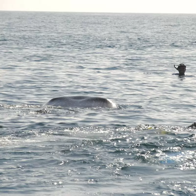 Mexico Whale Shark