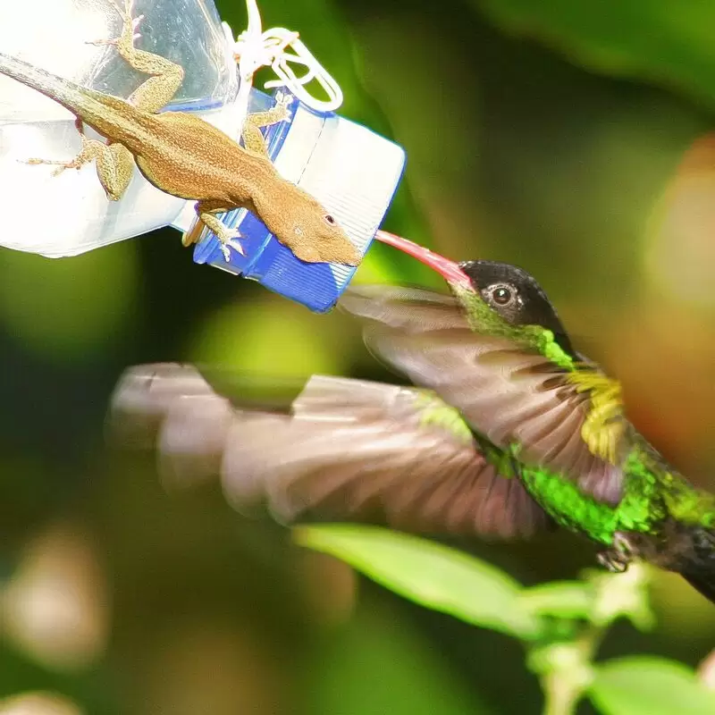 Rocklands Bird Sanctuary Montego Bay)