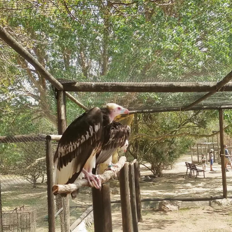 Moholoholo Animal Rehabilitation Centre