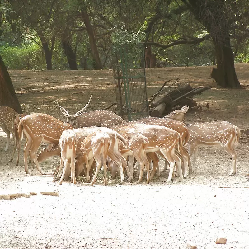 Sarnath Deer Park