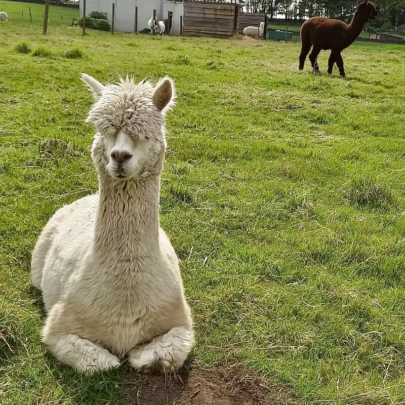 Mayfield Alpacas Animal Park