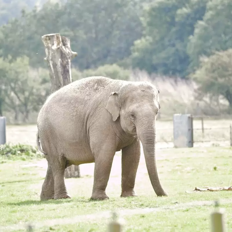 Whipsnade Zoo