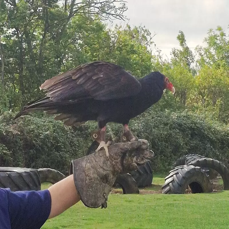 Herrings Green Activity Farm & Bird of Prey Centre