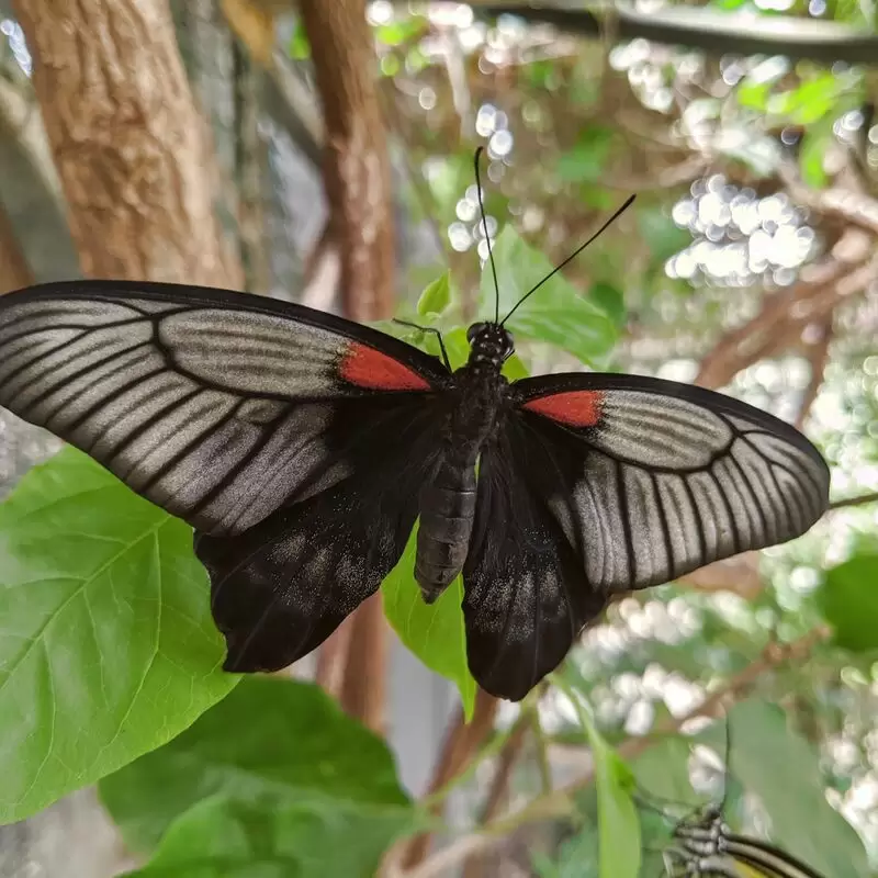 Exotic Animal World Previously Butterfly World)