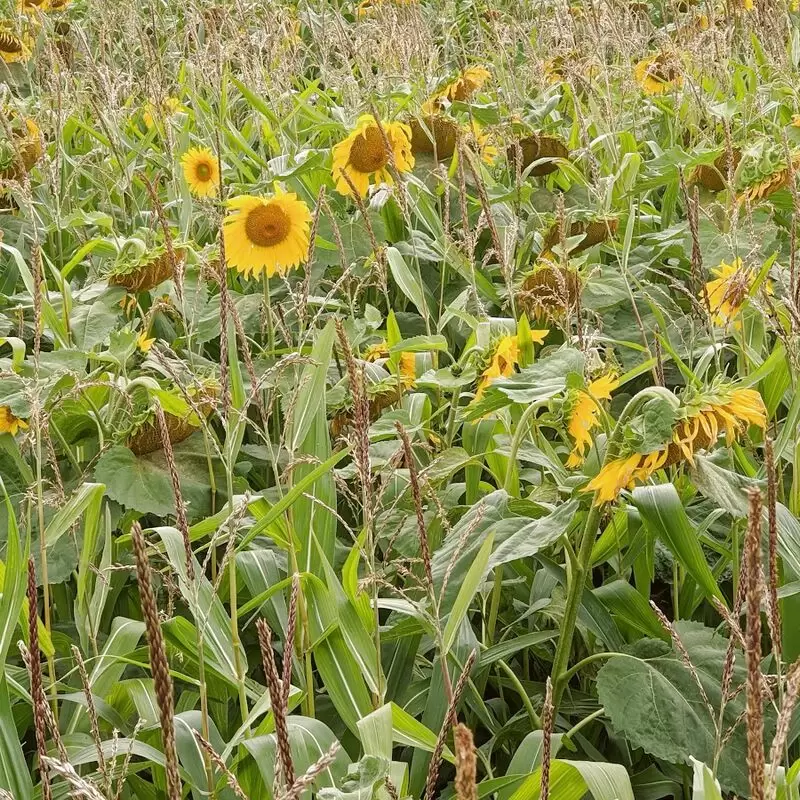 Wistow Maze