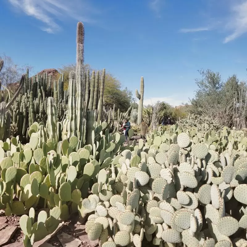 Desert Botanical Garden