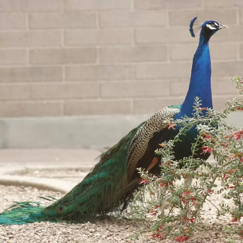 Sahuaro Ranch Park