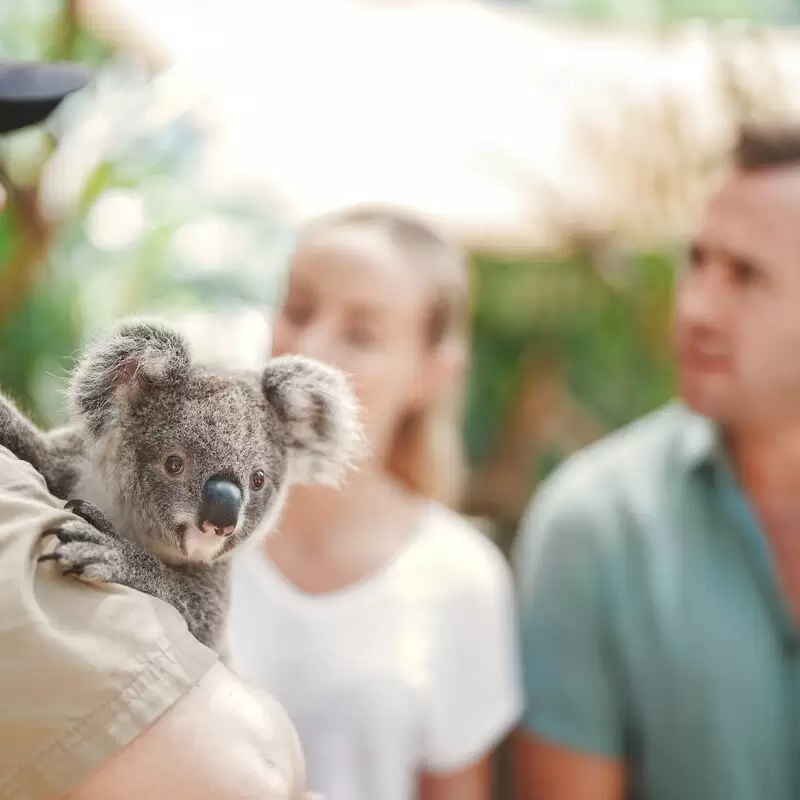 Hamilton Island Wildlife