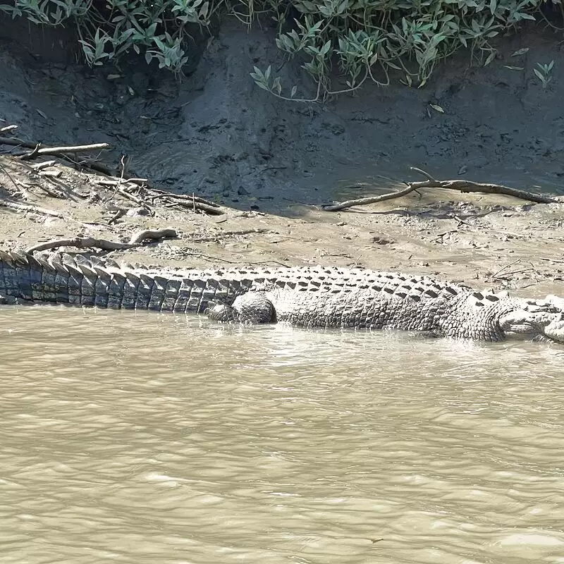 Whitsunday Crocodile Safari