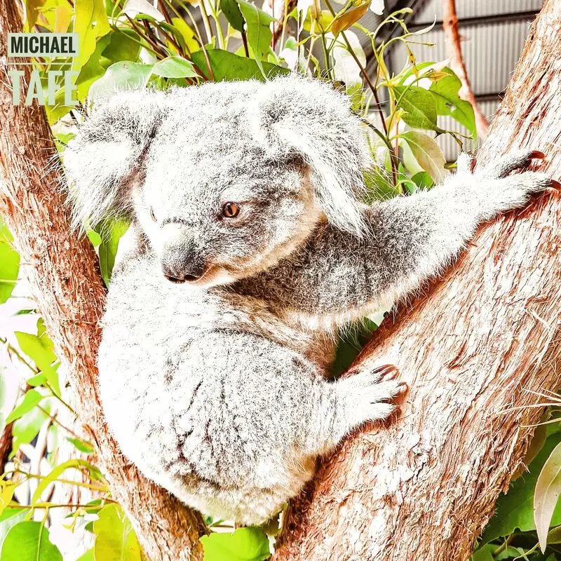 Billabong Zoo Koala & Wildlife Park