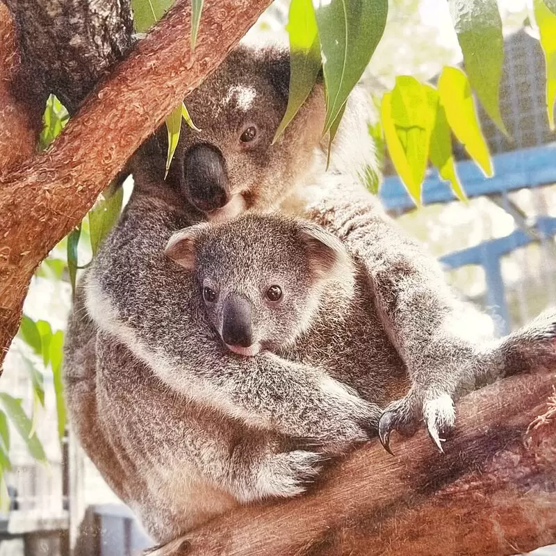 Koala Hospital