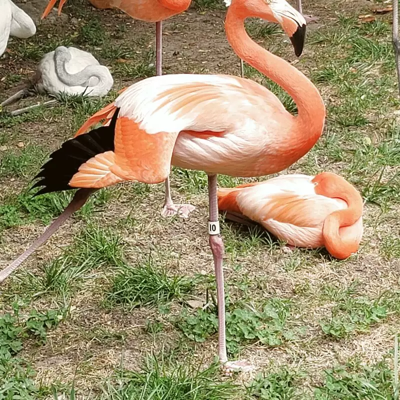 Nashville Zoo at Grassmere