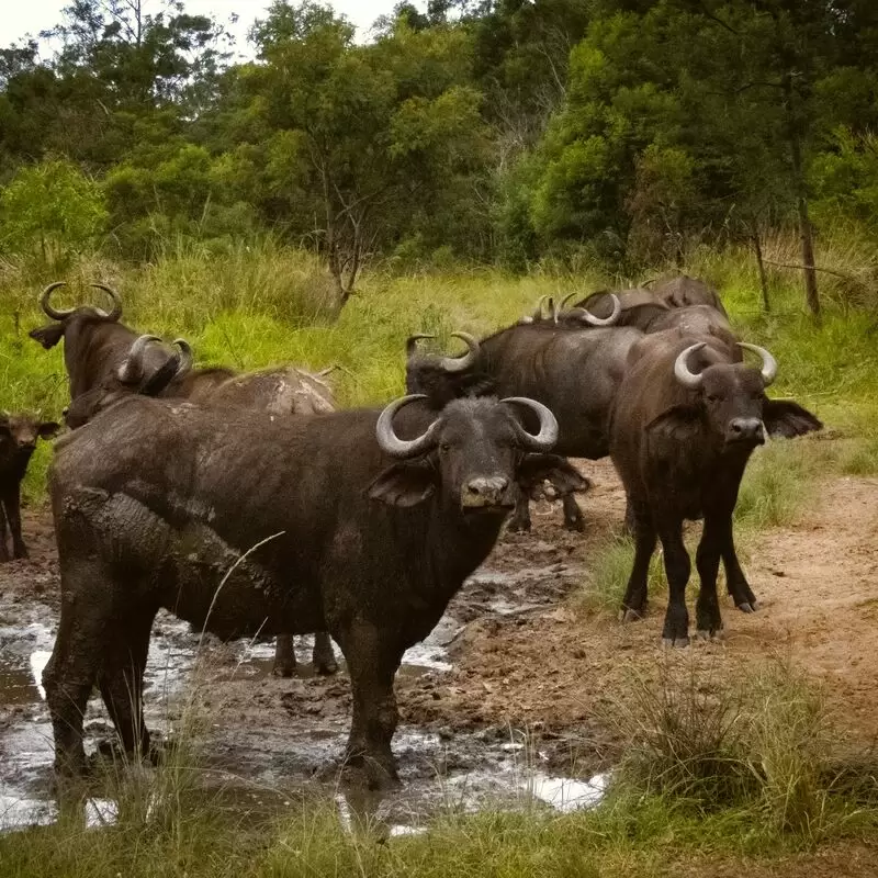 Inkwenkwezi Private Game Reserve