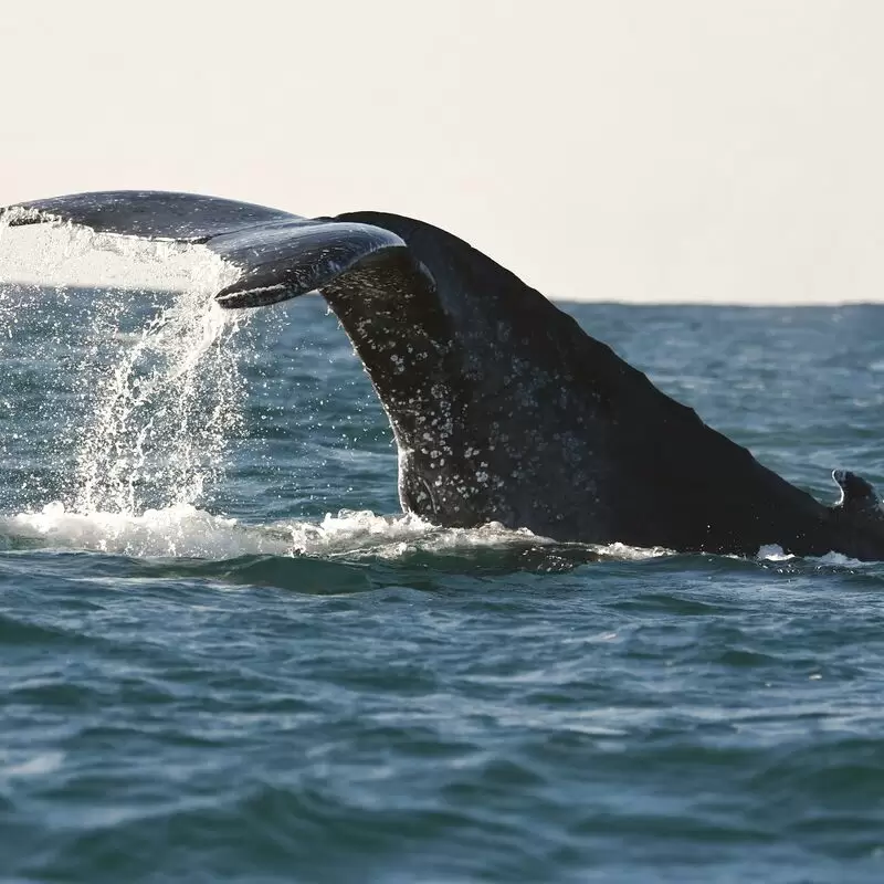 African Dive Adventures Protea Banks