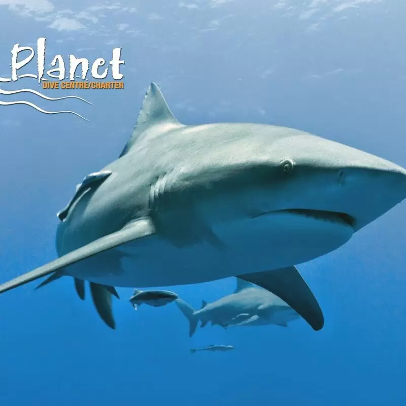 Aqua Planet Dive Centre and Charter Protea Banks