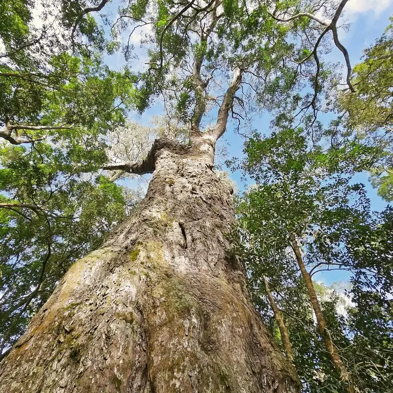 SANParks Woodville Big Tree