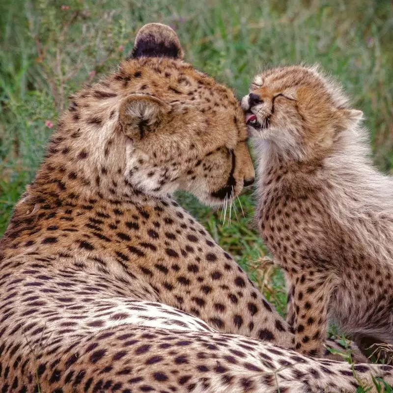 Ann van Dyk Cheetah Centre