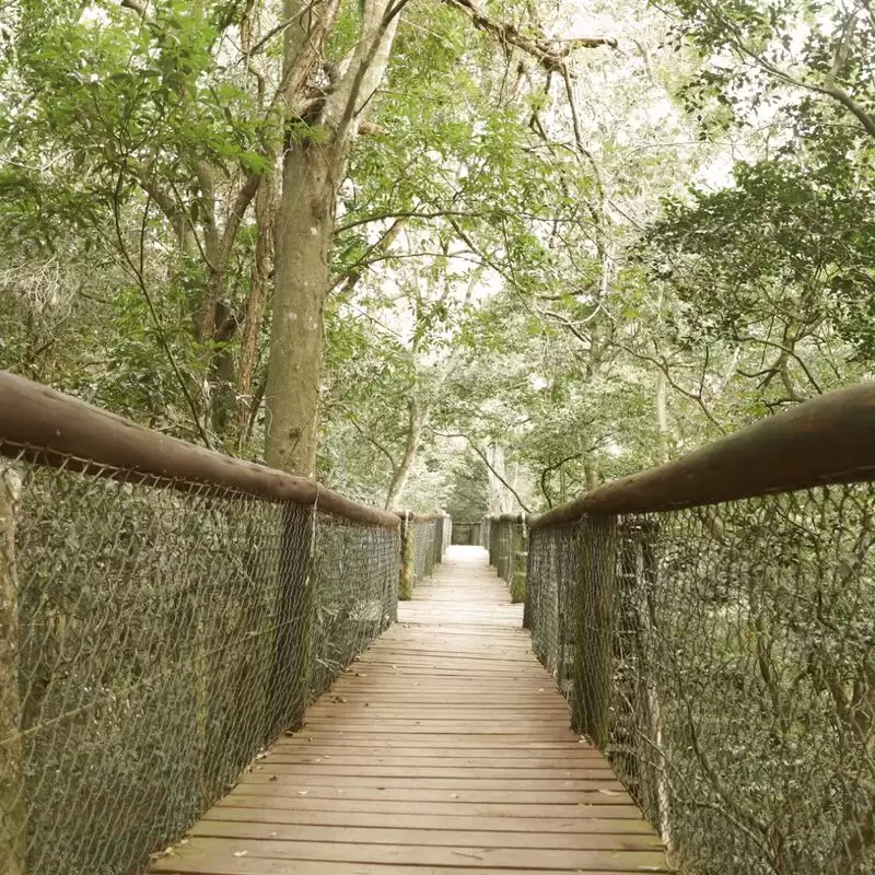 Dlinza Forest Aerial Boardwalk