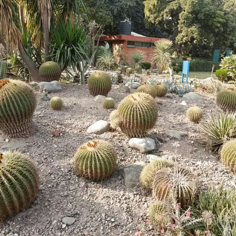 Cactus Garden