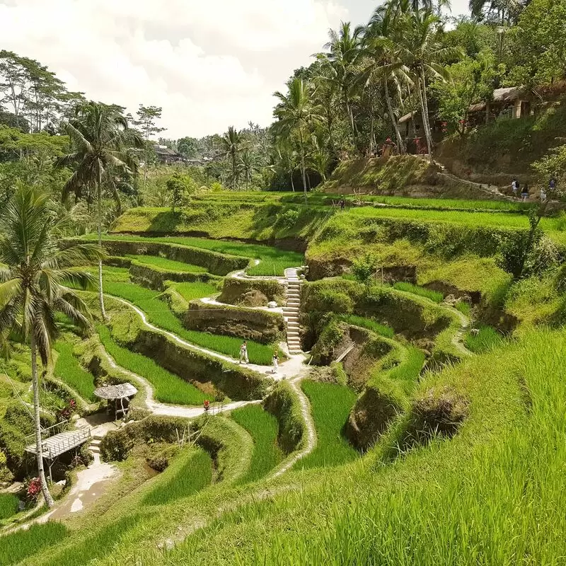 Ceking Rice Terrace