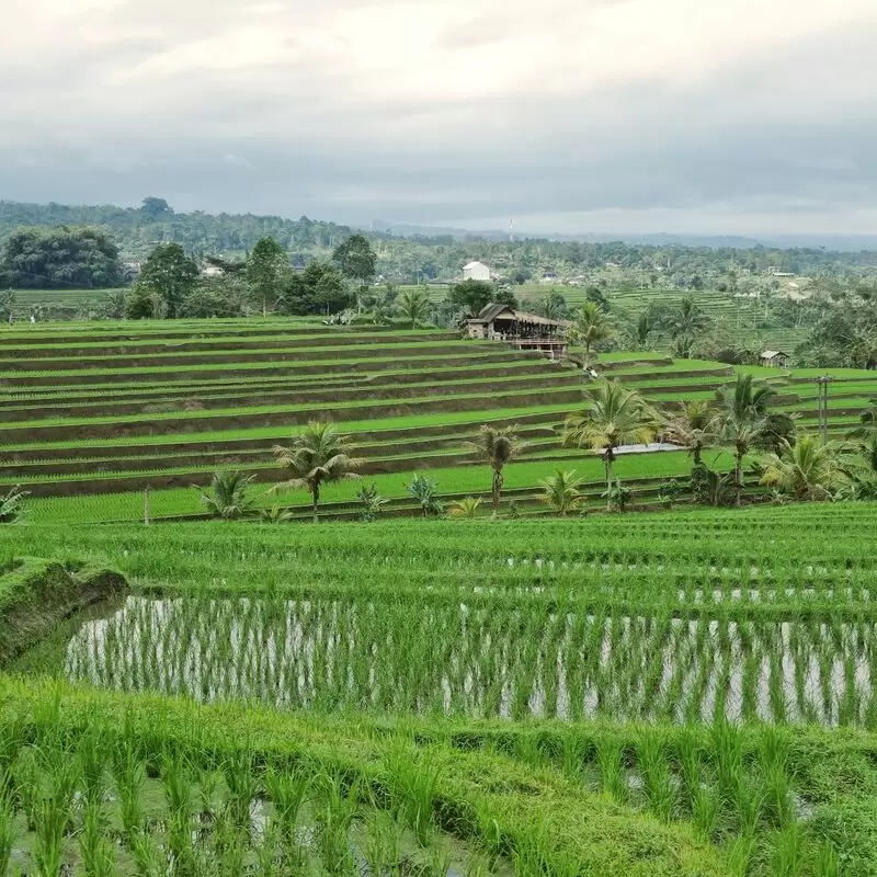 Jatiluwih Rice Terraces