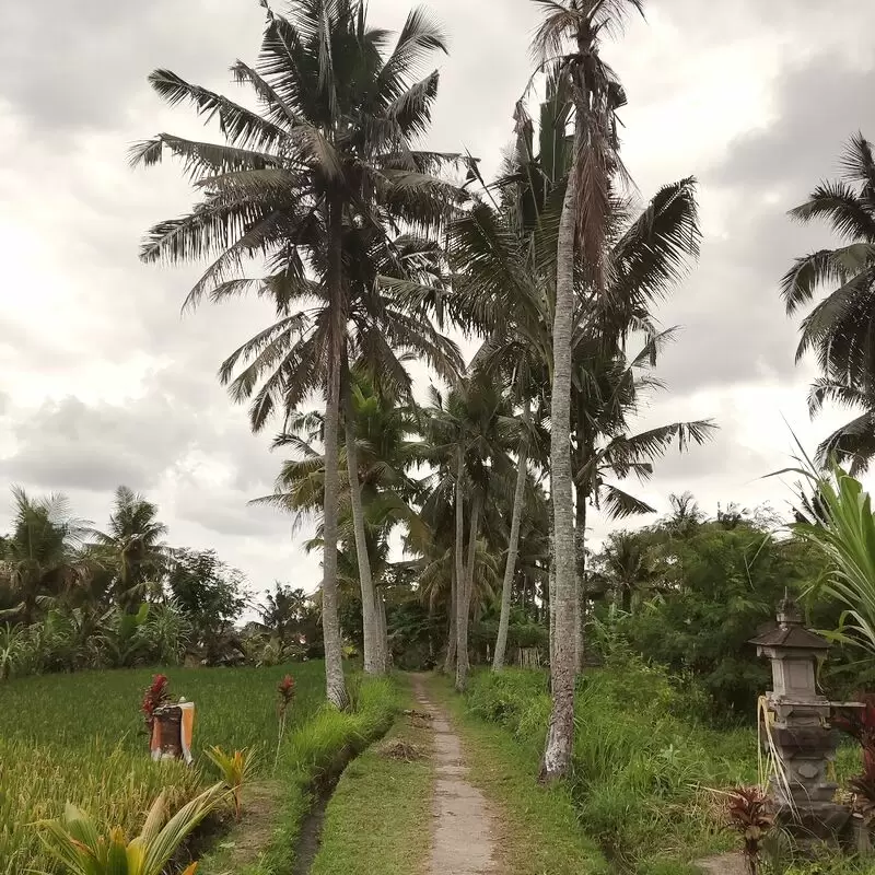 Kajeng Rice Field