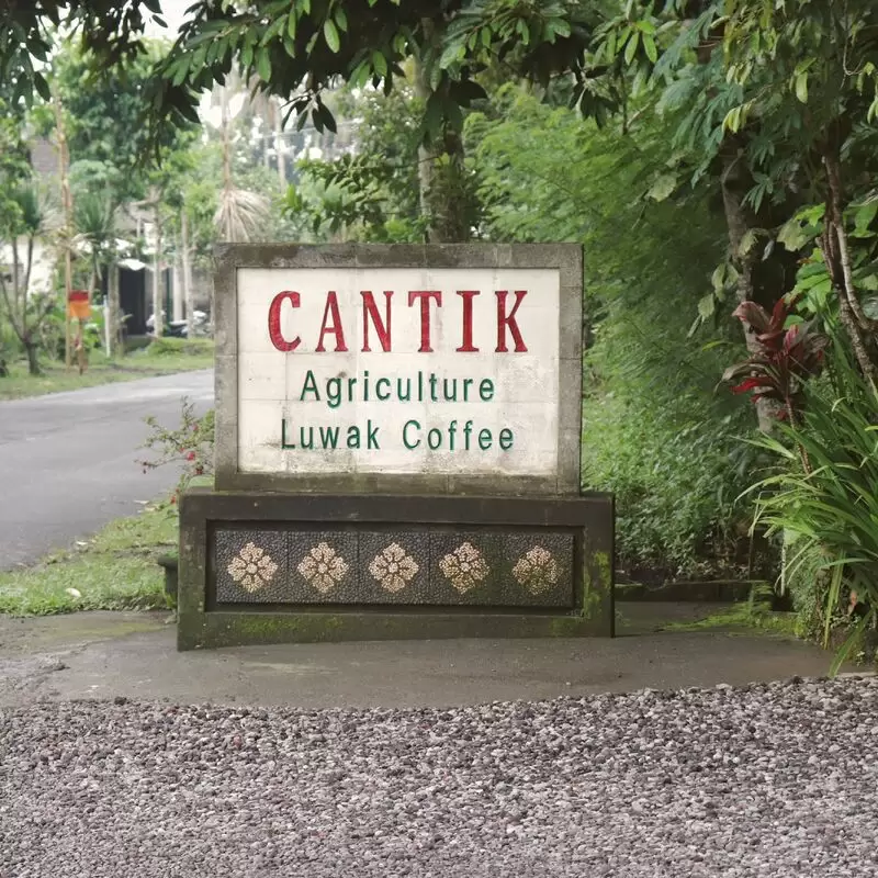 Cantik Agriculture Luwak Coffee