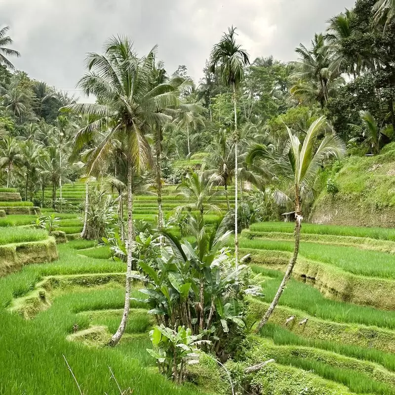 Ricefields Tegallalang