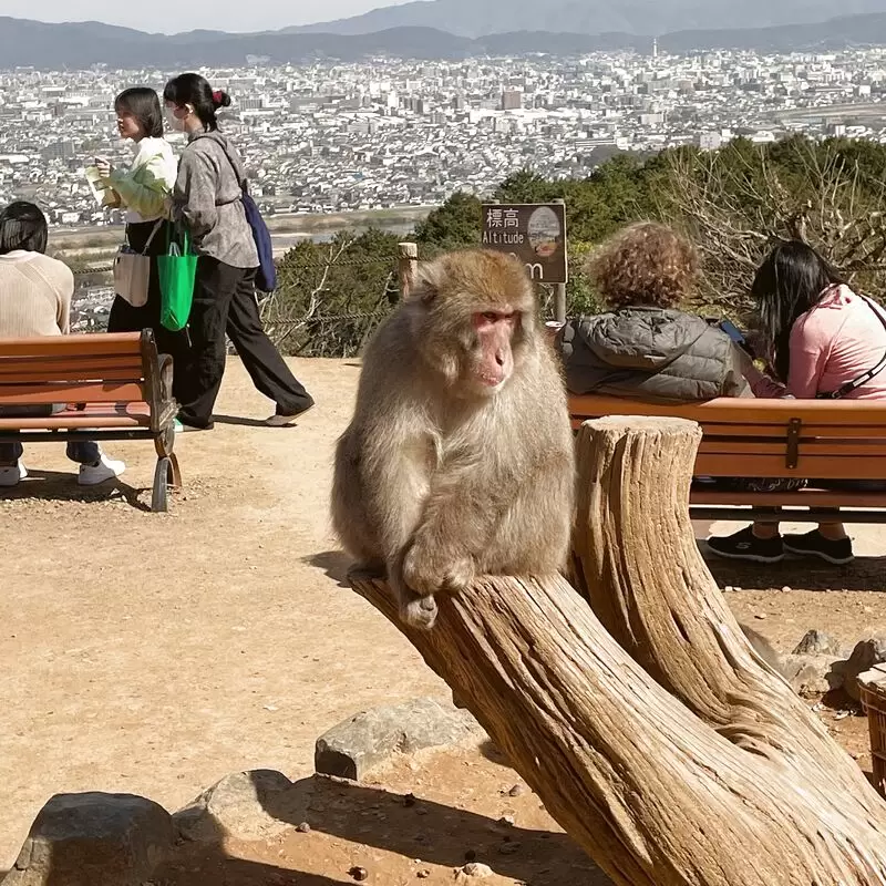 Arashiyama Monkey Park Iwatayama