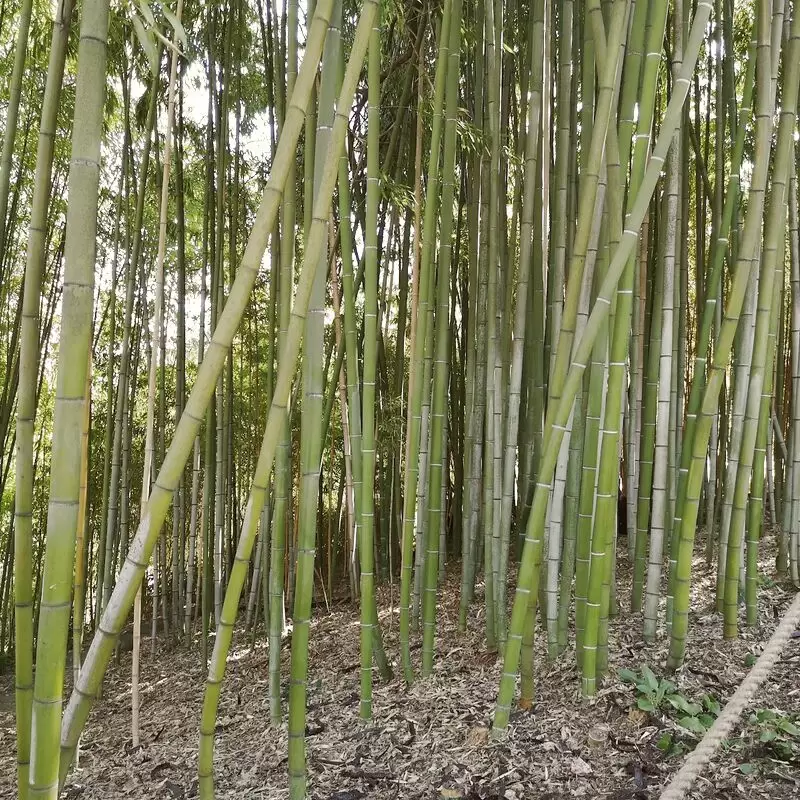 Botanical Garden of Rome