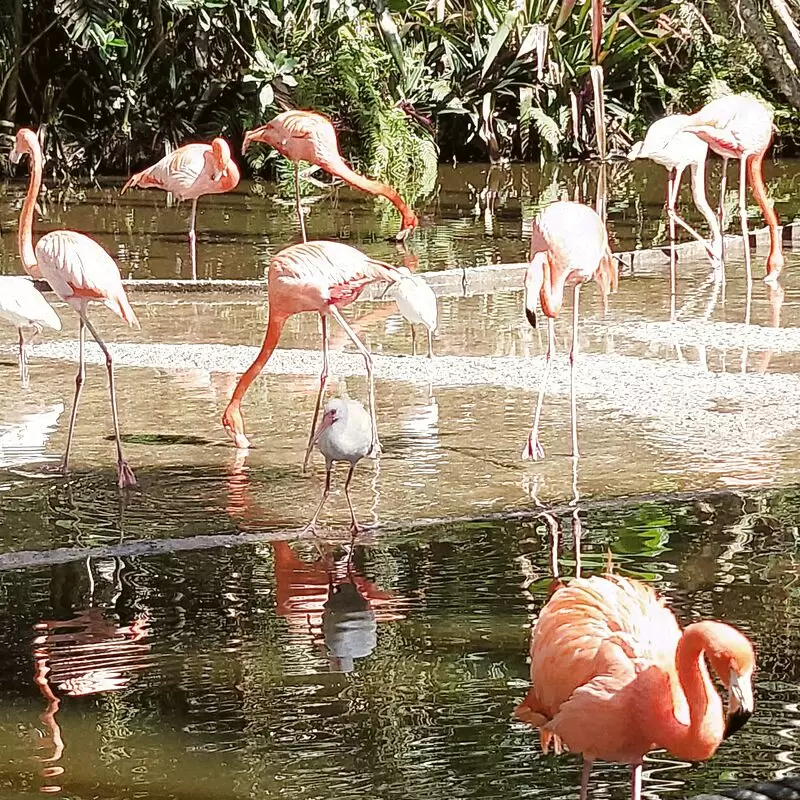 Flamingo Gardens