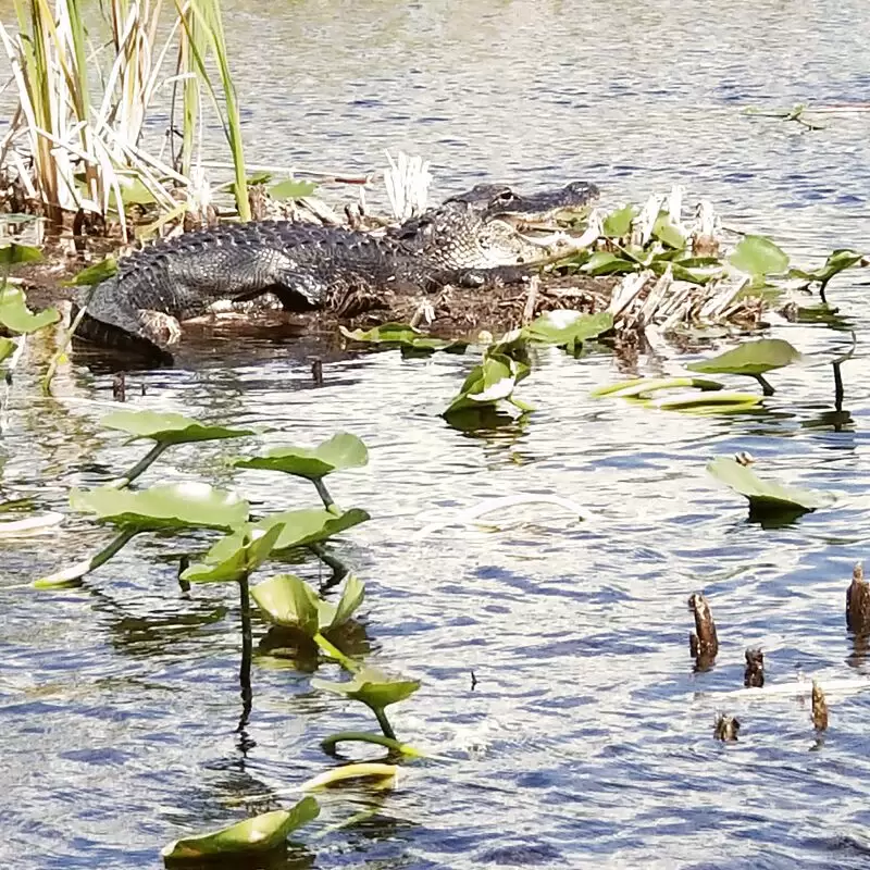 Everglades Holiday Park Airboat Tours and Rides