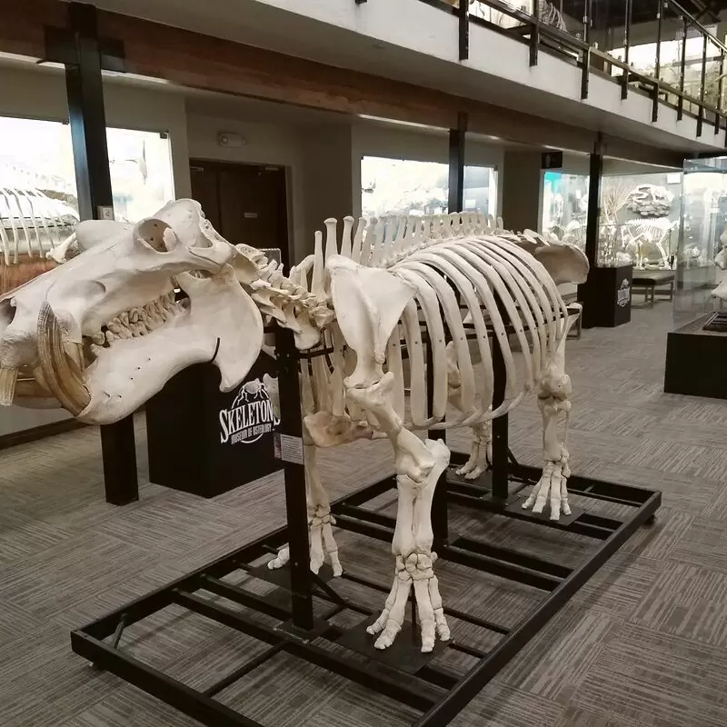 Museum of Osteology